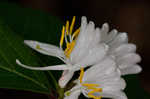 Amur honeysuckle